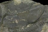 Macroneuropteris Fern Fossils - Mazon Creek #106061-1